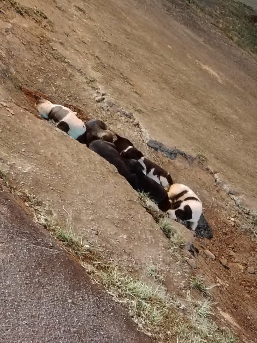 Kucing Terbuang tweet media