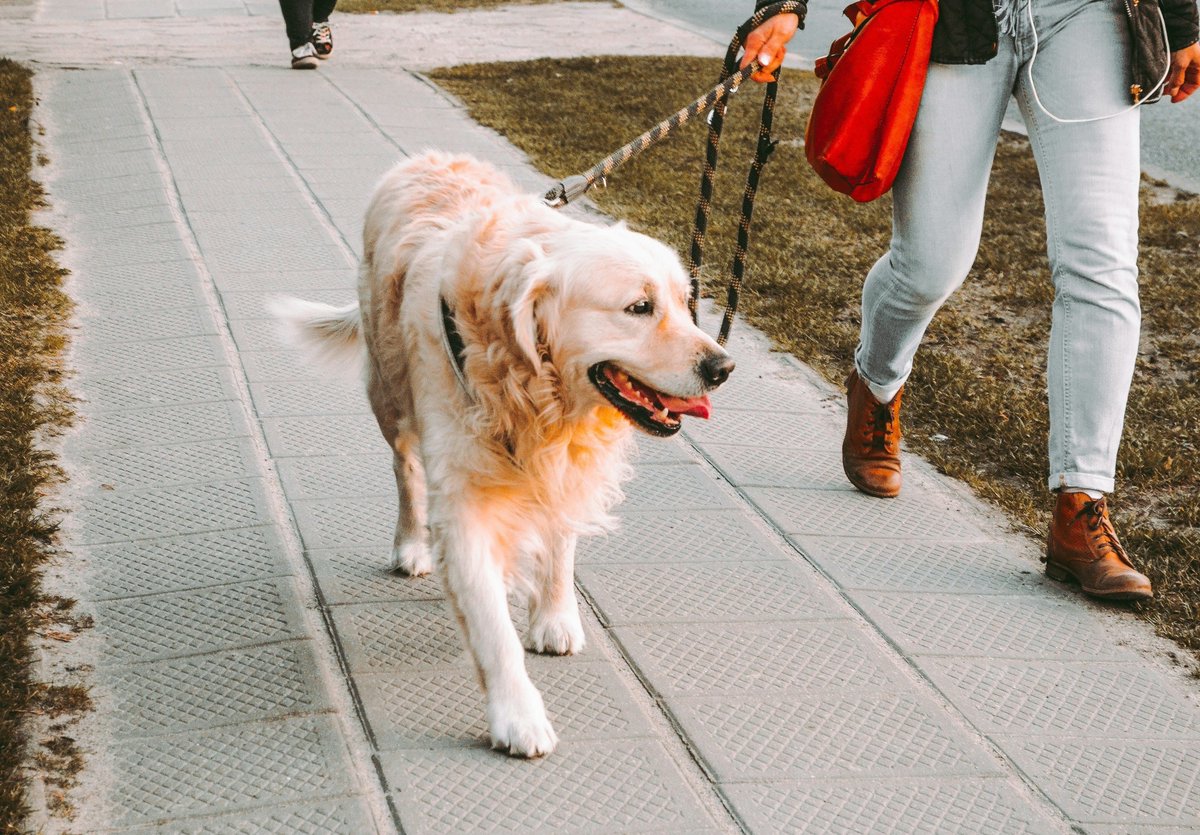 offthepress_tv's tweet photo. Entire Midwest Walks Dog Once Temp Reaches 33 Degrees https://t.co/6PLEe4XMXA https://t.co/b31pSWJQii