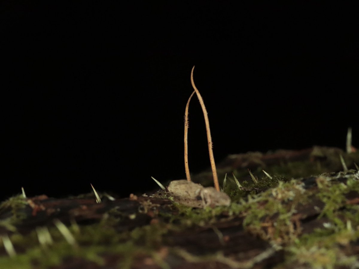 冬虫夏草 日本冬虫夏草の会 (@cordyceps_japan) / Posts / X