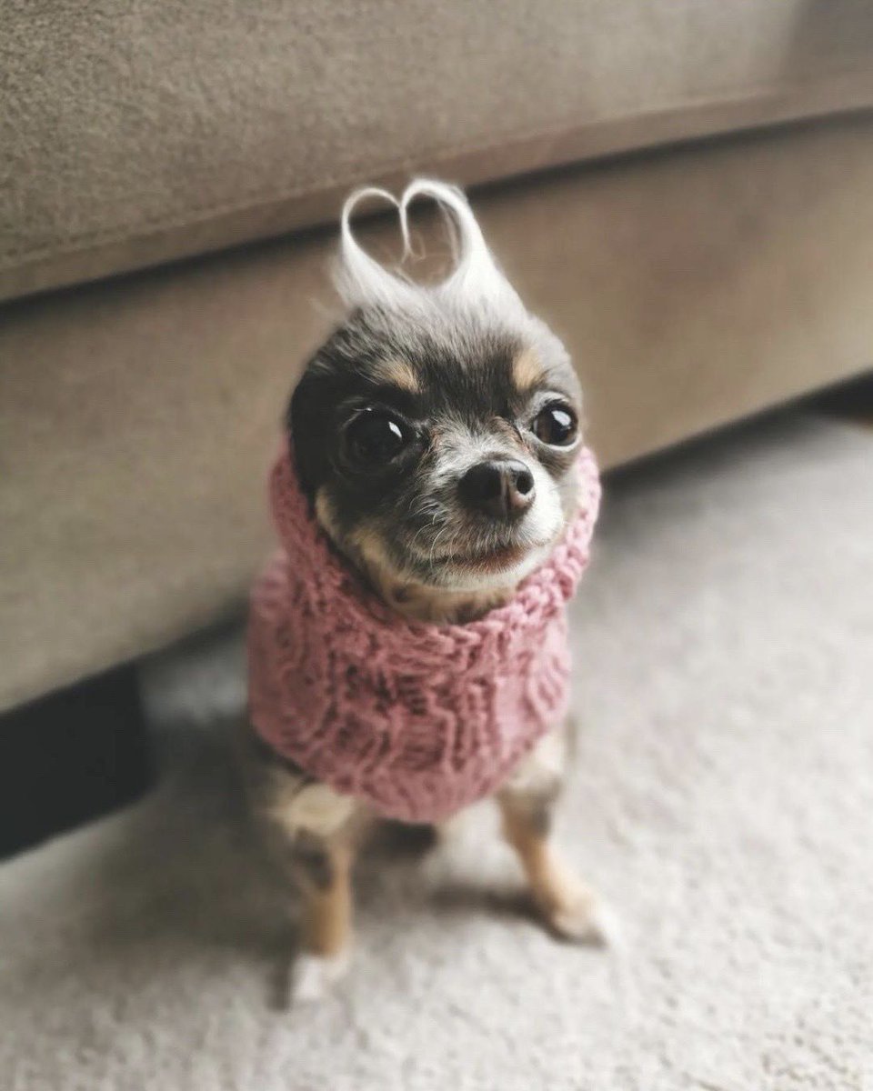 WeRateDogs tweet media