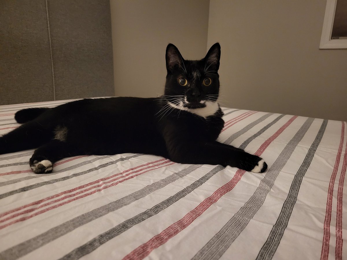 Zoe_thewondercat tweet media