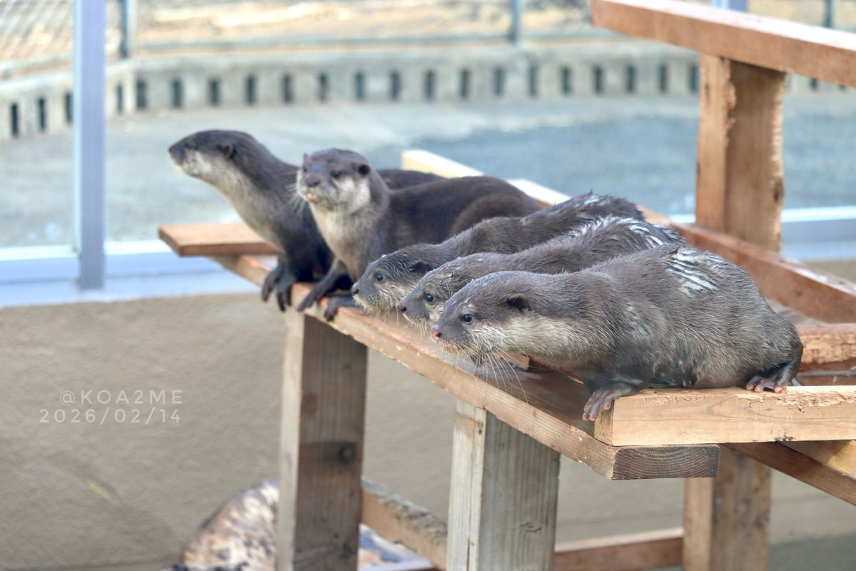 コツメあつめ tweet media