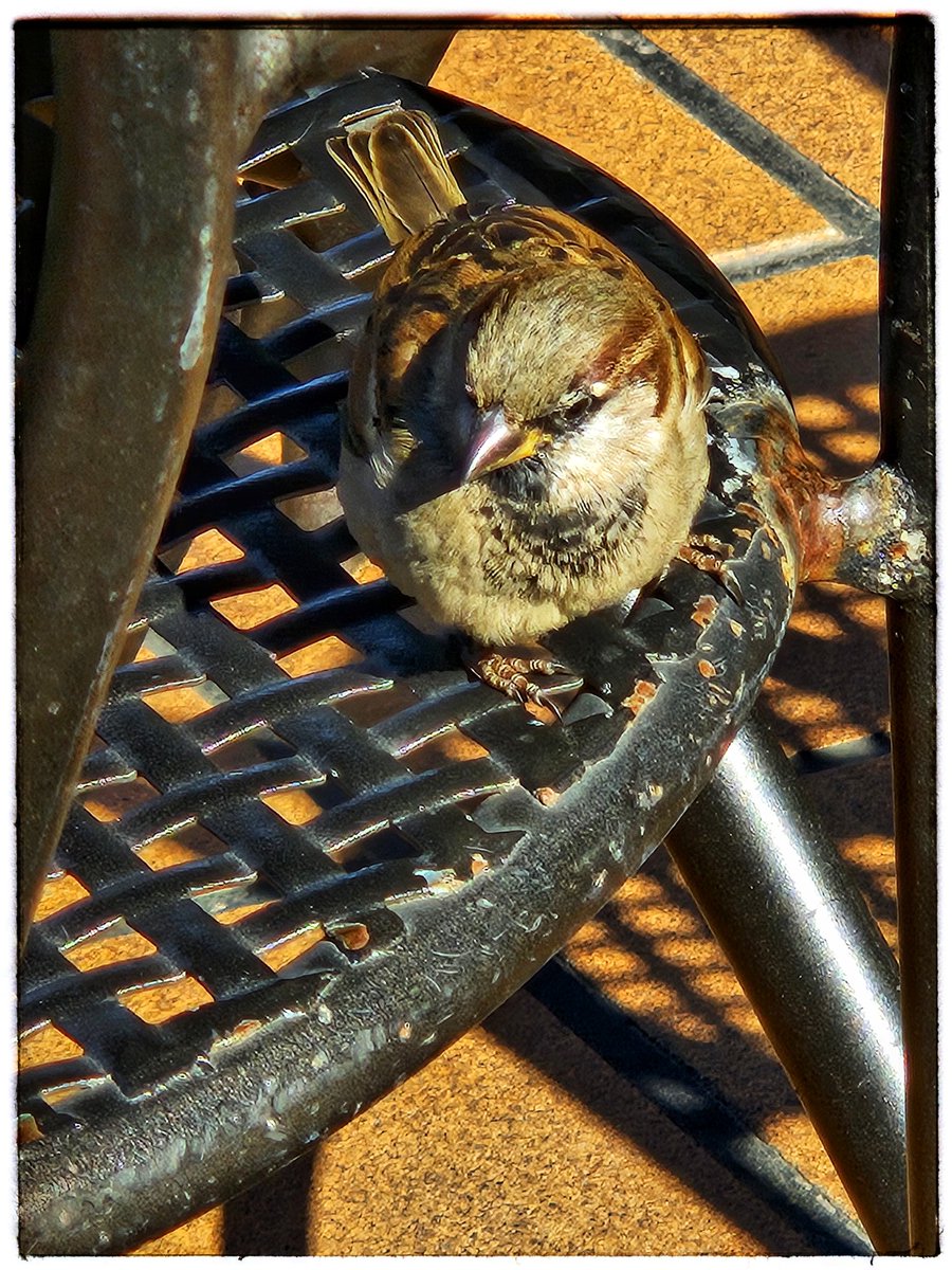 rogerrv73's tweet photo. #Birdy #Ocellet #Colourphotography #fotografiacolor https://t.co/j0xidir7oH