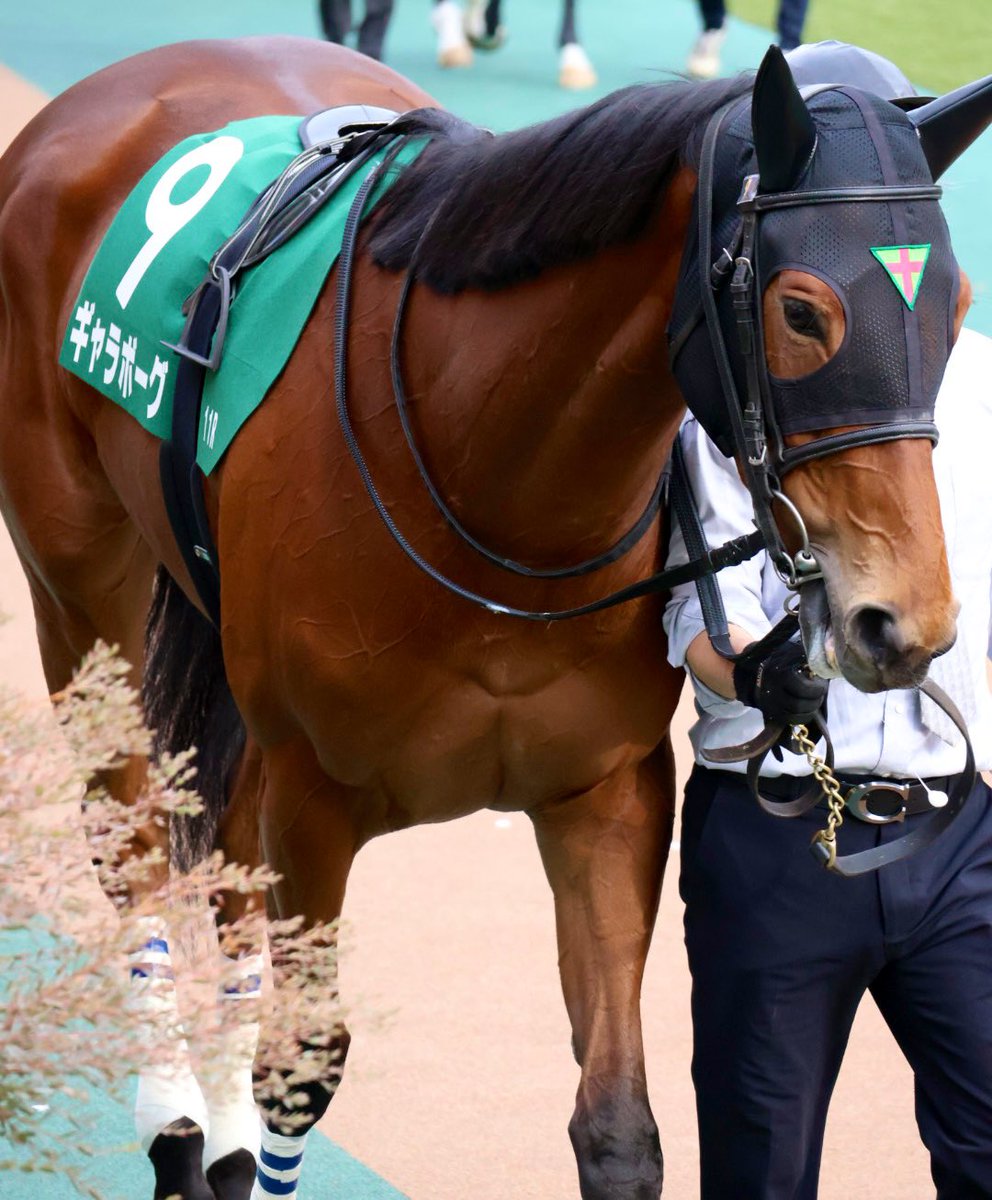 palacethorough's tweet photo. 2026.2.14 東京競馬場 11R
クイーンC(GⅢ) 芝1600m
ギャラボーグ(川田将雅)
----------------------------------
 #ロードTO https://t.co/62EQnC7YtC