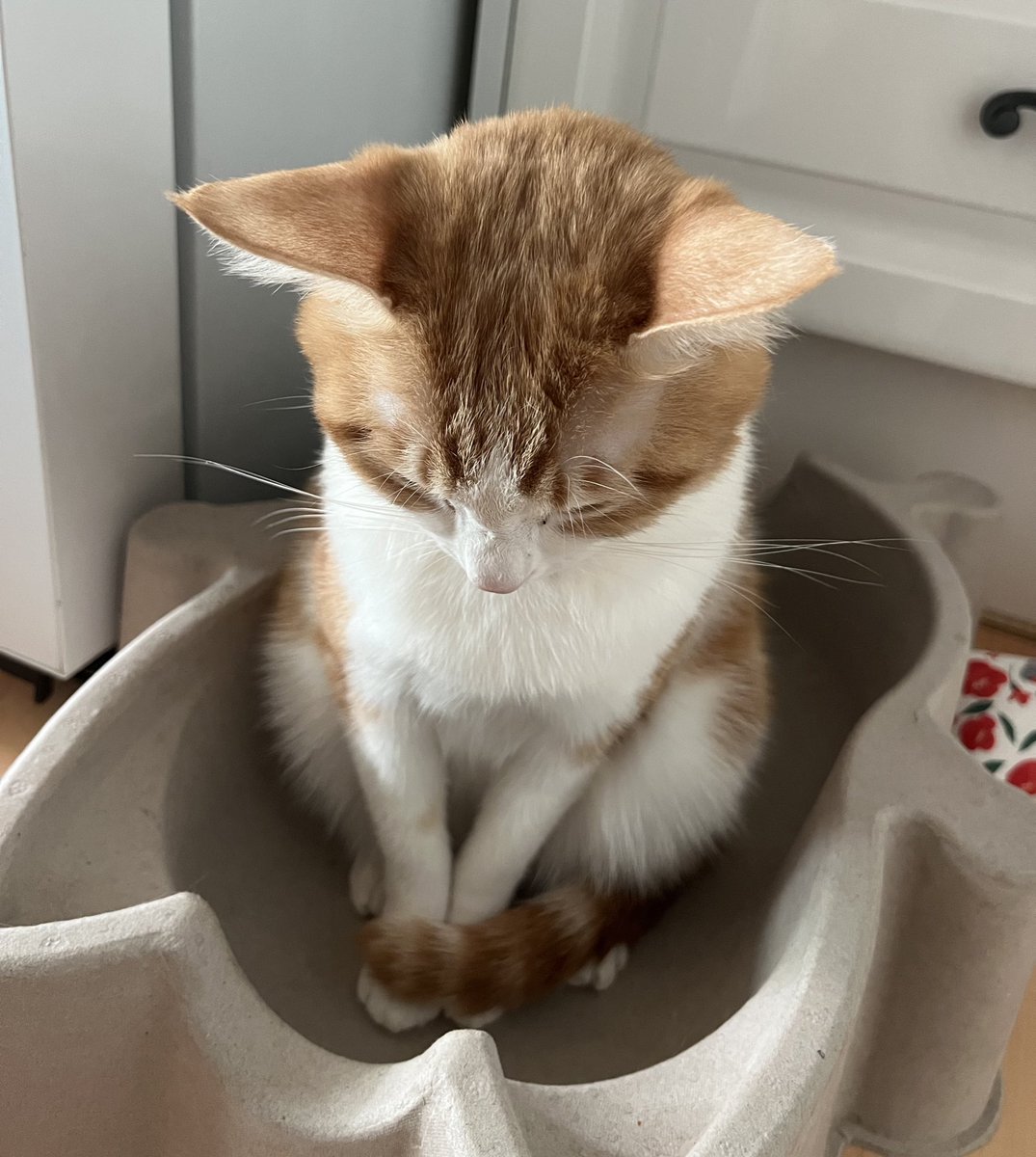 mo0_mo00's tweet image. 가족들 다 코 자서 
혼자 앉아서 조는 고양이
(누워서 자...