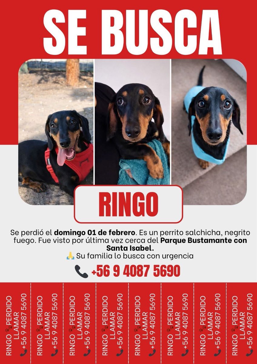 Eve Torres 🇨🇱 tweet media