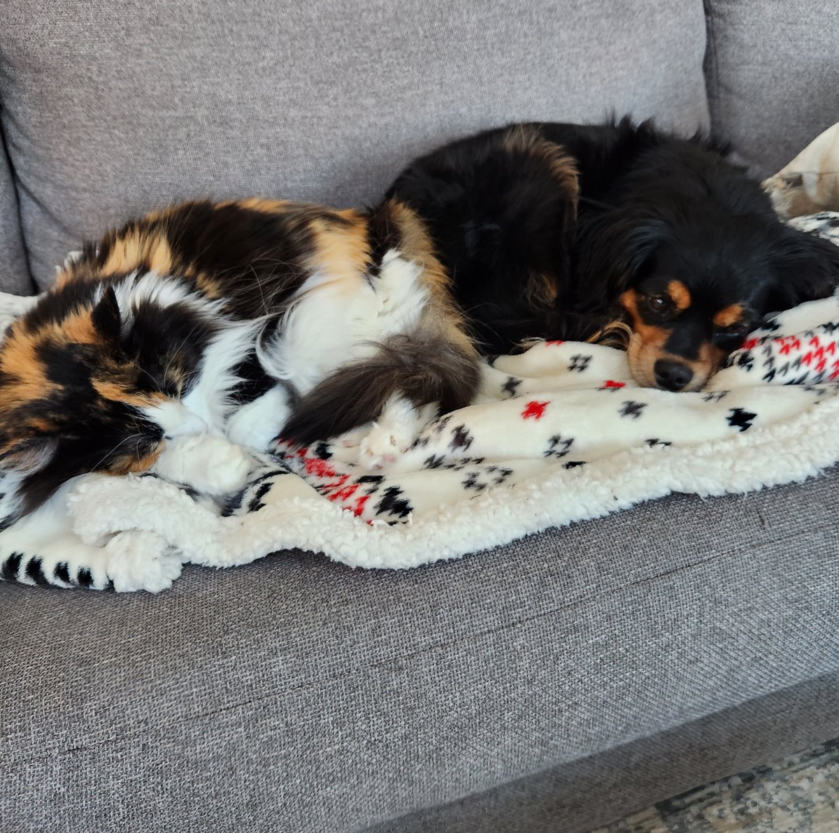 FalconDevelops tweet media