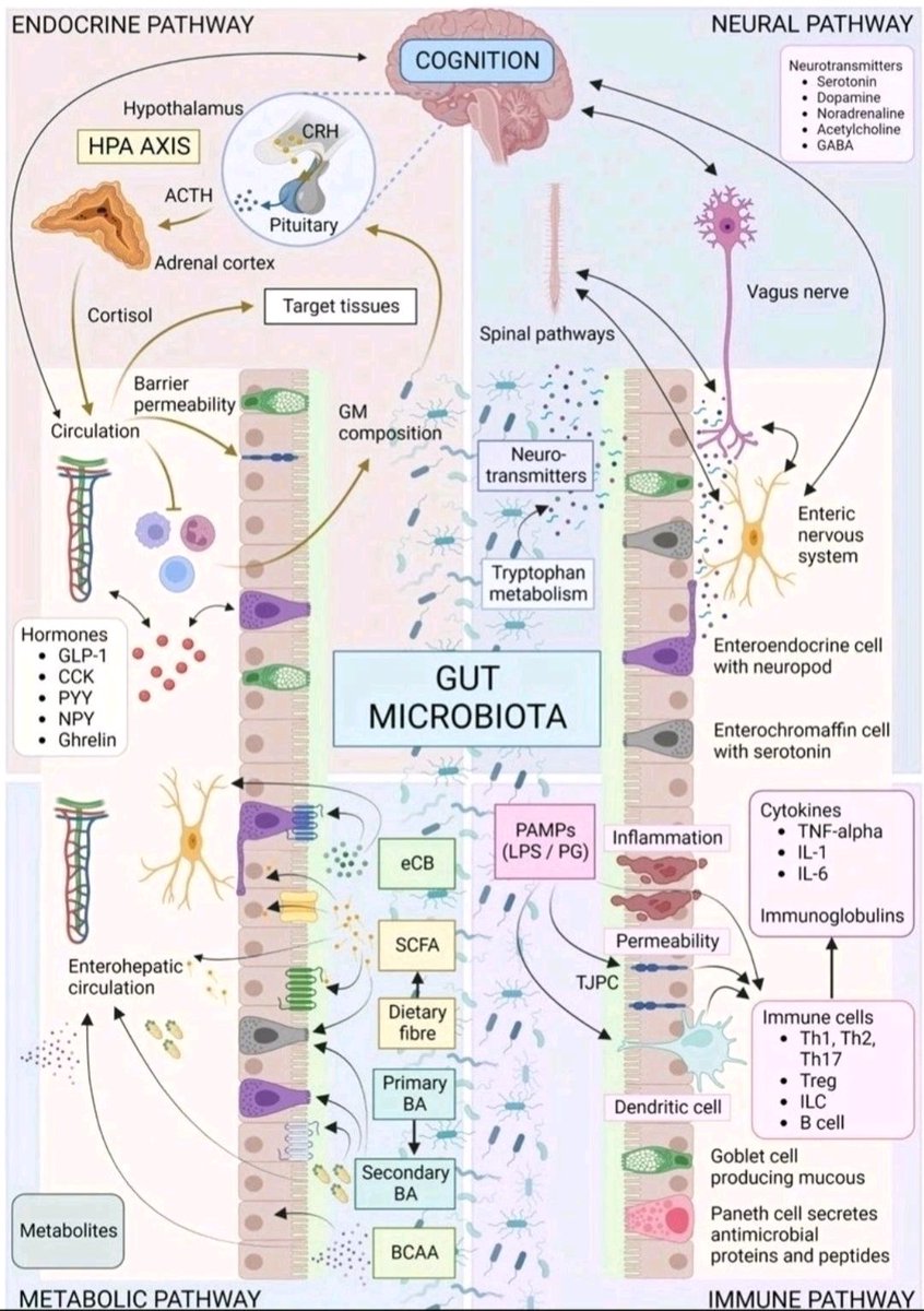 The gut-brain axis integrates 4 primary streams of signals:

🧠 1. Neural Pathway
The vagus nerve and enteric nervous system (ENS) transmit afferent signals from the gut to the brain. Microbial metabolites and host-derived neurotransmitters (e.g., serotonin, dopamine, GABA)