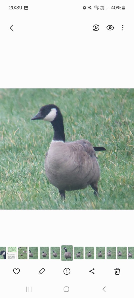 David dack tweet media