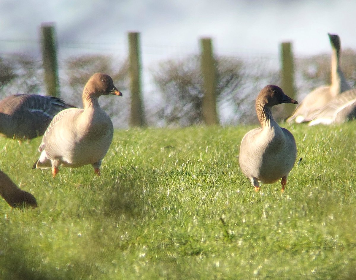 David dack tweet media