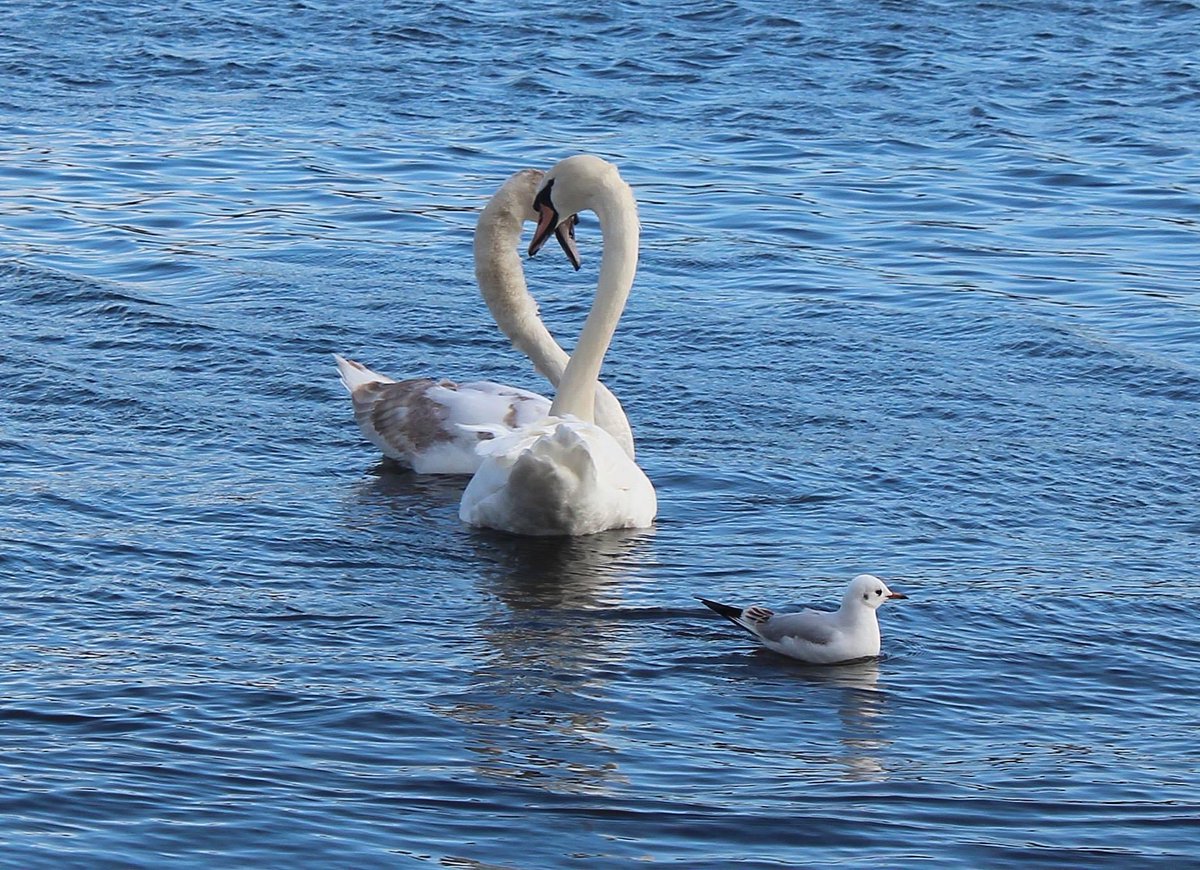 Ruby Tuesday tweet media