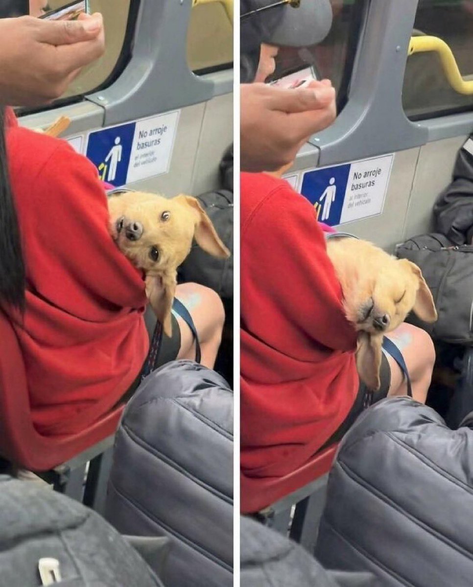Puppieslover's tweet photo. https://t.co/yi8VD4EiPE