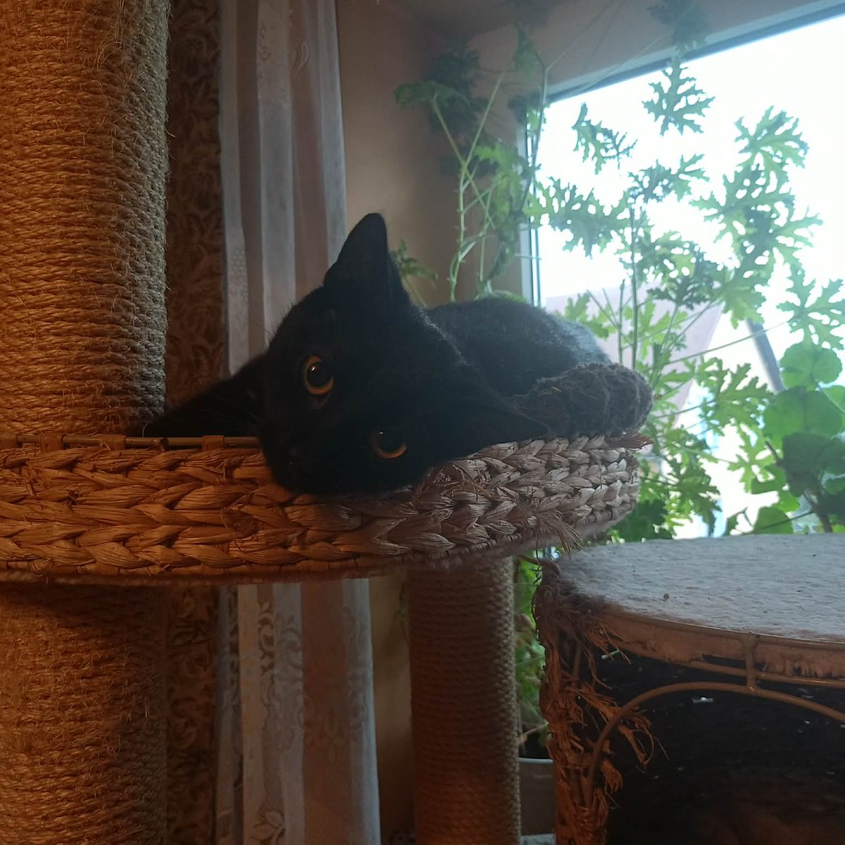 Nie wiem już co robić, cały czas dużo brakuje.

A czas się kończy.
Sama wpłaciłam ile mogłam, na więcej mnie nie stać.

Proszę chociaż 1 zł niech każdy dorzuci 🙏

ratujemyzwierzaki.pl/batmann