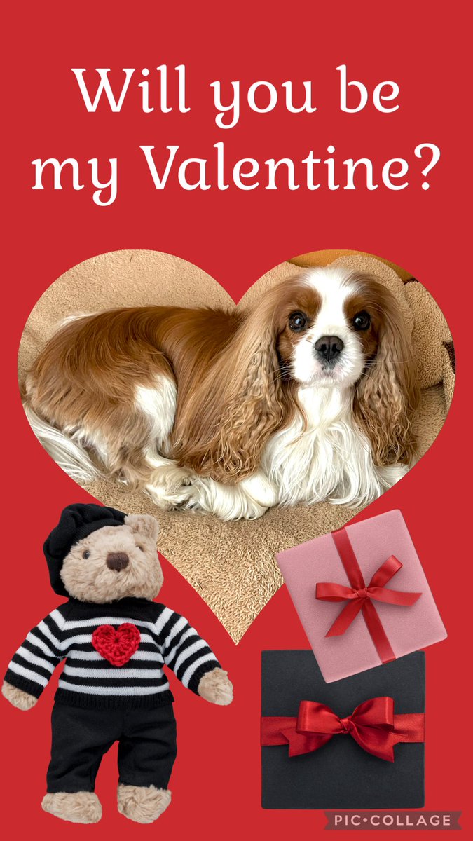 #HappyValentinesDay2026 ❤️ 
to all my #CavPack friends! 🤗
Enjoy this day with your loved ones and remember to spread love not only today but eveyday! 💞
❤️🩷🧡💛💚🩵💙💜🖤🩶🤍🤎