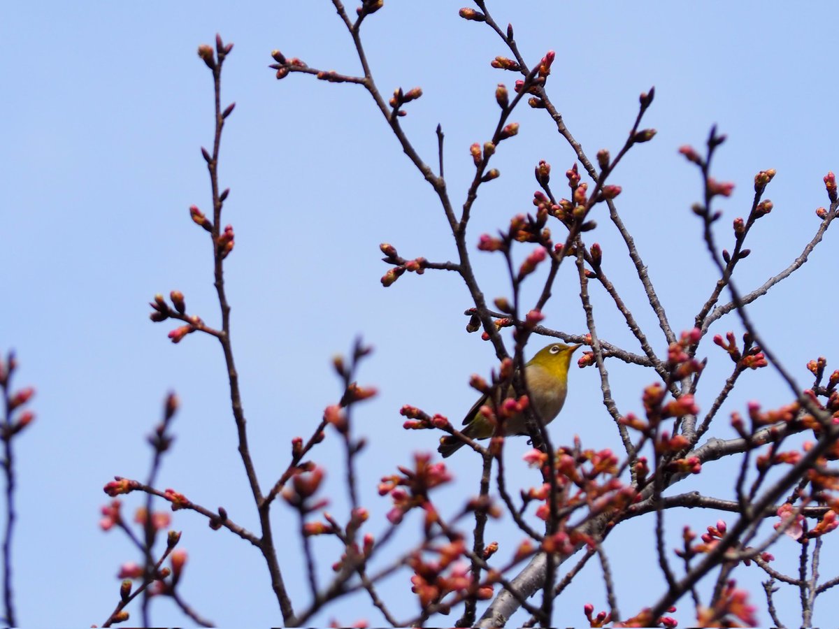 chabin14's tweet photo. 毎年恒例の佐倉城趾公園。梅は満開。寒桜は咲き始め。河津桜はもう少しかかりそう。 https://t.co/5PbzsVnZrr