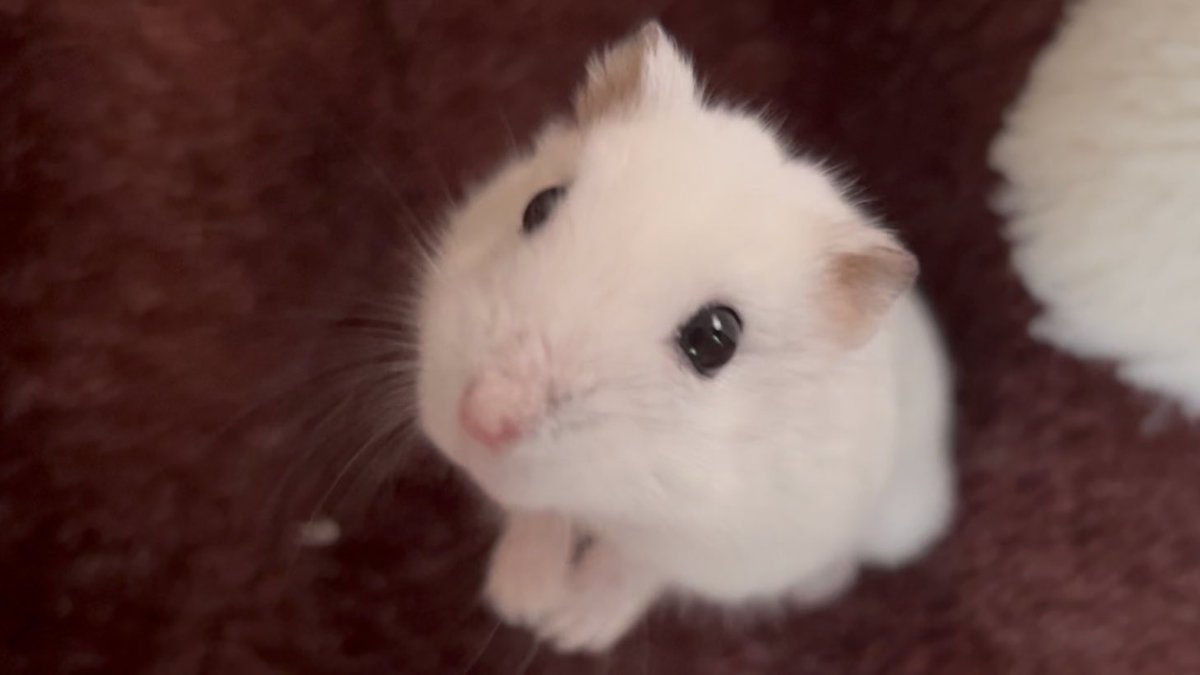 宮崎ハムオ (@c6u6v) on Twitter photo 