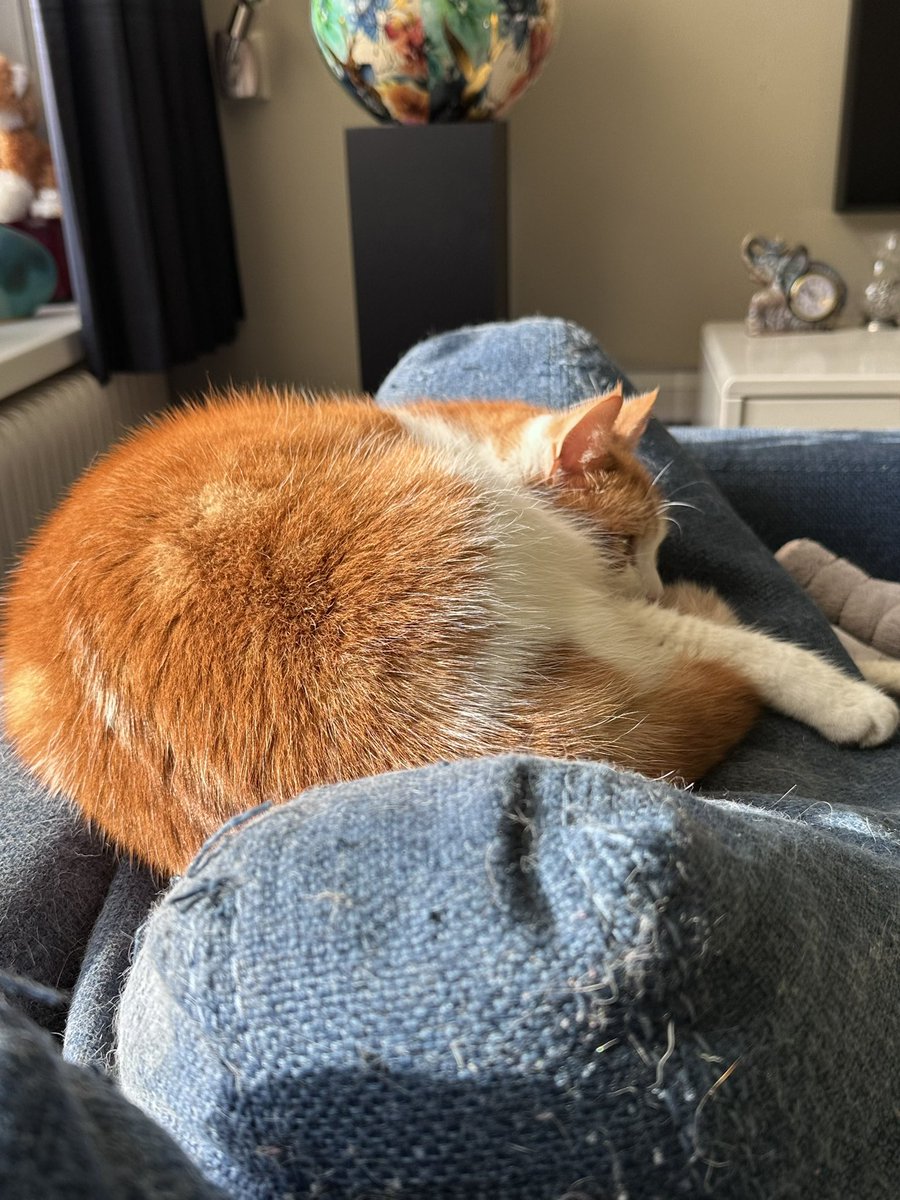 KoensSophia's tweet image. Mooi rood is niet lelijk 😻🥰 #Obi