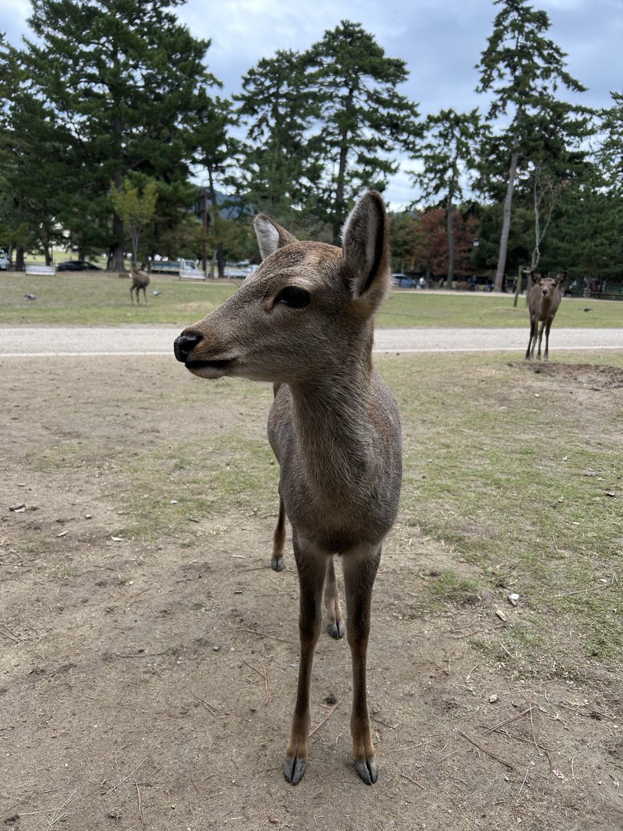 Guldur201's tweet photo. 🤩
- Nara, Japan.

#奈良　#日本  #鹿 https://t.co/7kUkp6TvIJ