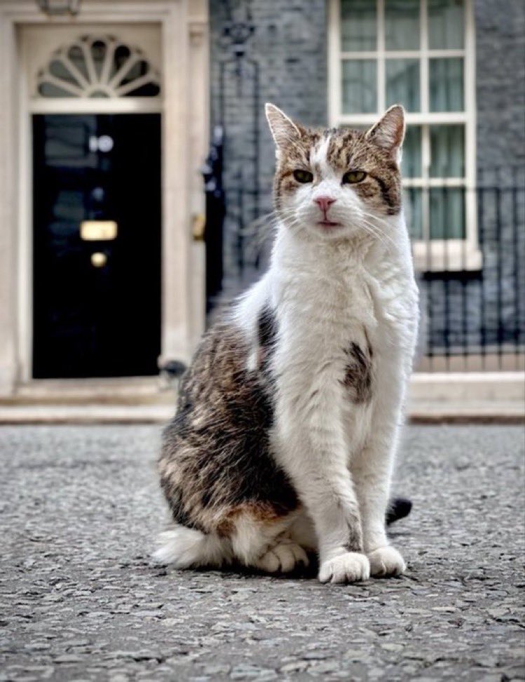 Larry the Cat has been in Downing Street 15 years as off today. He has overseen 6 Prime Ministers (and counting) and is the most stable thing about British politics at the moment.

#LarryTheCat 😻.
#Number10Cat