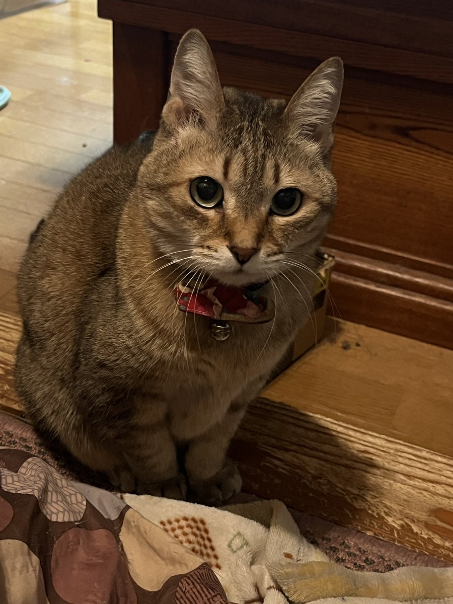 お嬢ちゃん、今日もかわいいです！