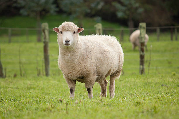 Sheepcoin tweet media