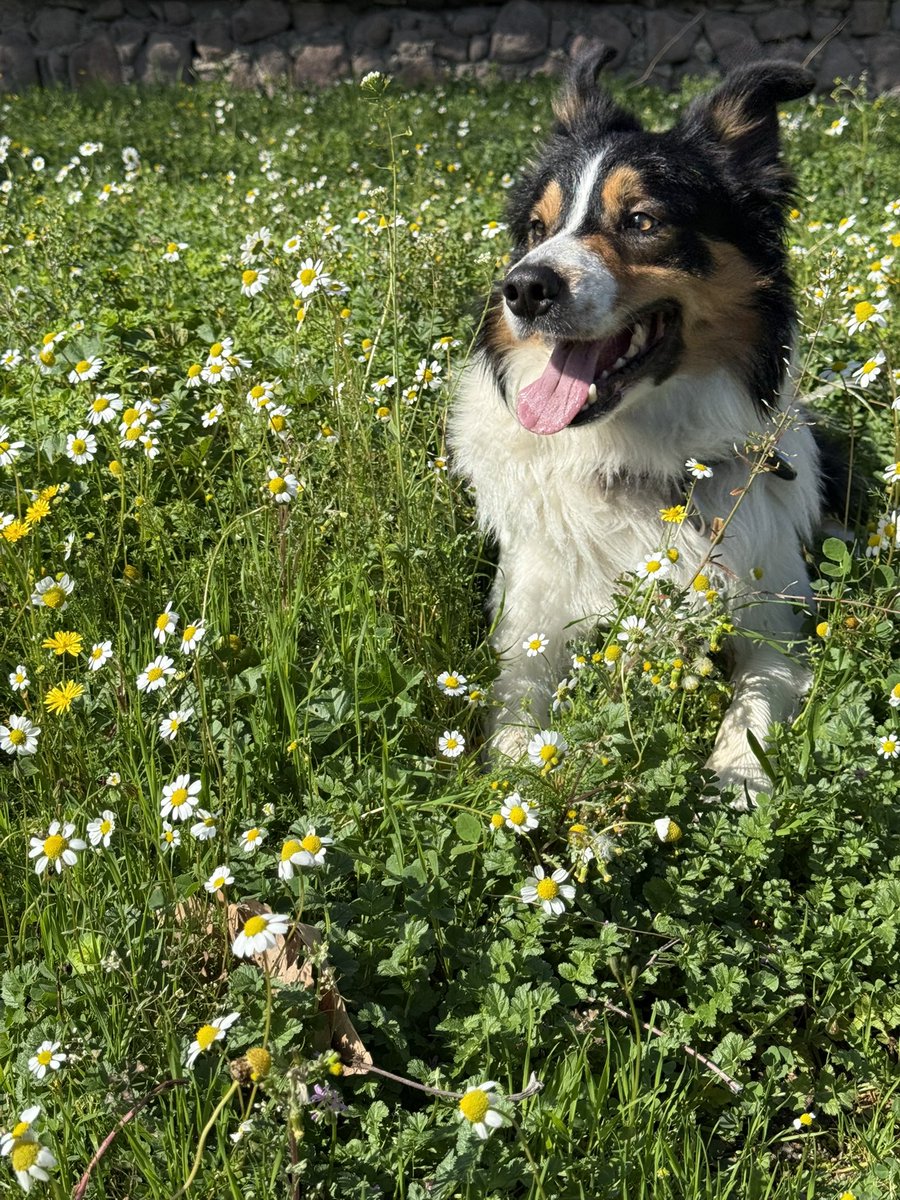 DCSaridogan's tweet photo. Fuji 🗻🐶
#bordercollie #shepherd https://t.co/0k3HW6yl4a