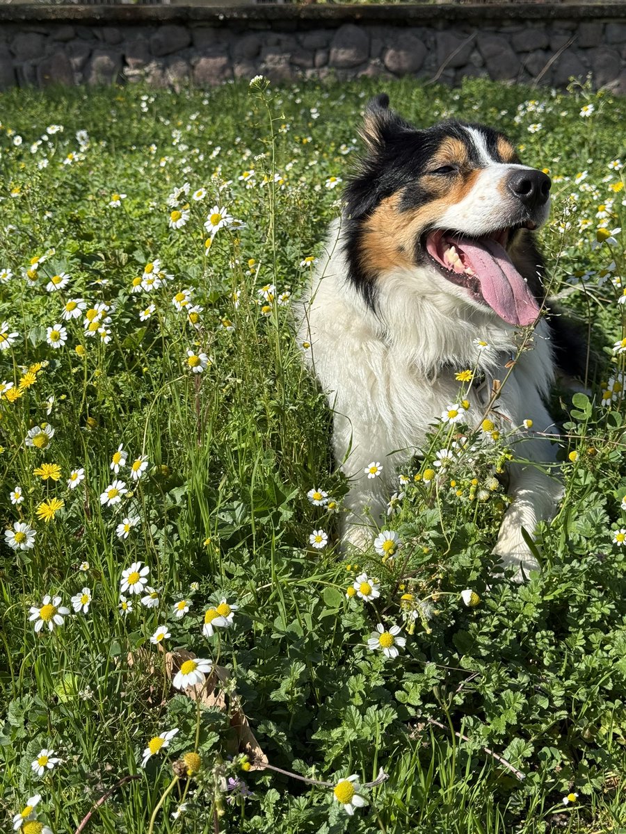 DCSaridogan's tweet photo. Fuji 🗻🐶
#bordercollie #shepherd https://t.co/0k3HW6yl4a