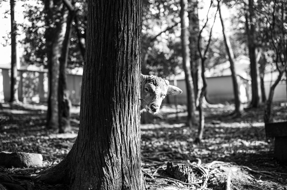mic_azuki's tweet photo. Leica M11 Monochrom｜APO-Summicron-M 50mm F2.0 ASPH. https://t.co/K0ItC62wQ6