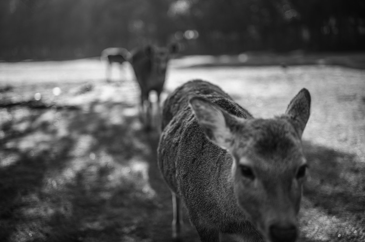 mic_azuki's tweet photo. Leica M11 Monochrom｜APO-Summicron-M 50mm F2.0 ASPH. https://t.co/K0ItC62wQ6