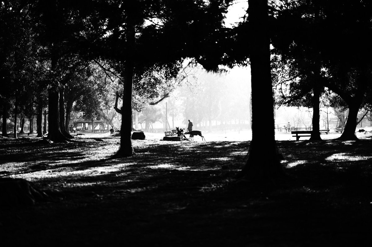 mic_azuki's tweet photo. Leica M11 Monochrom｜APO-Summicron-M 50mm F2.0 ASPH. https://t.co/K0ItC62wQ6