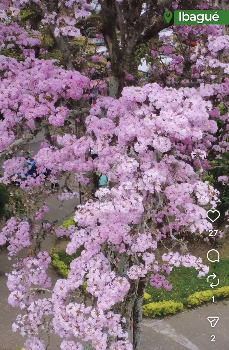 purpleyoulife's tweet photo. @MenserThe Si, en Colombia sí hay y se llaman #Ocobos. En Colombia hay de todo https://t.co/i75HXgqHIK https://t.co/rI76XQhCXy