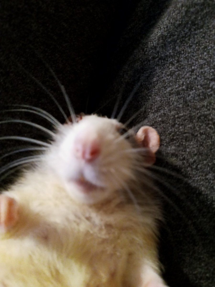 BMS l La Souris tweet media