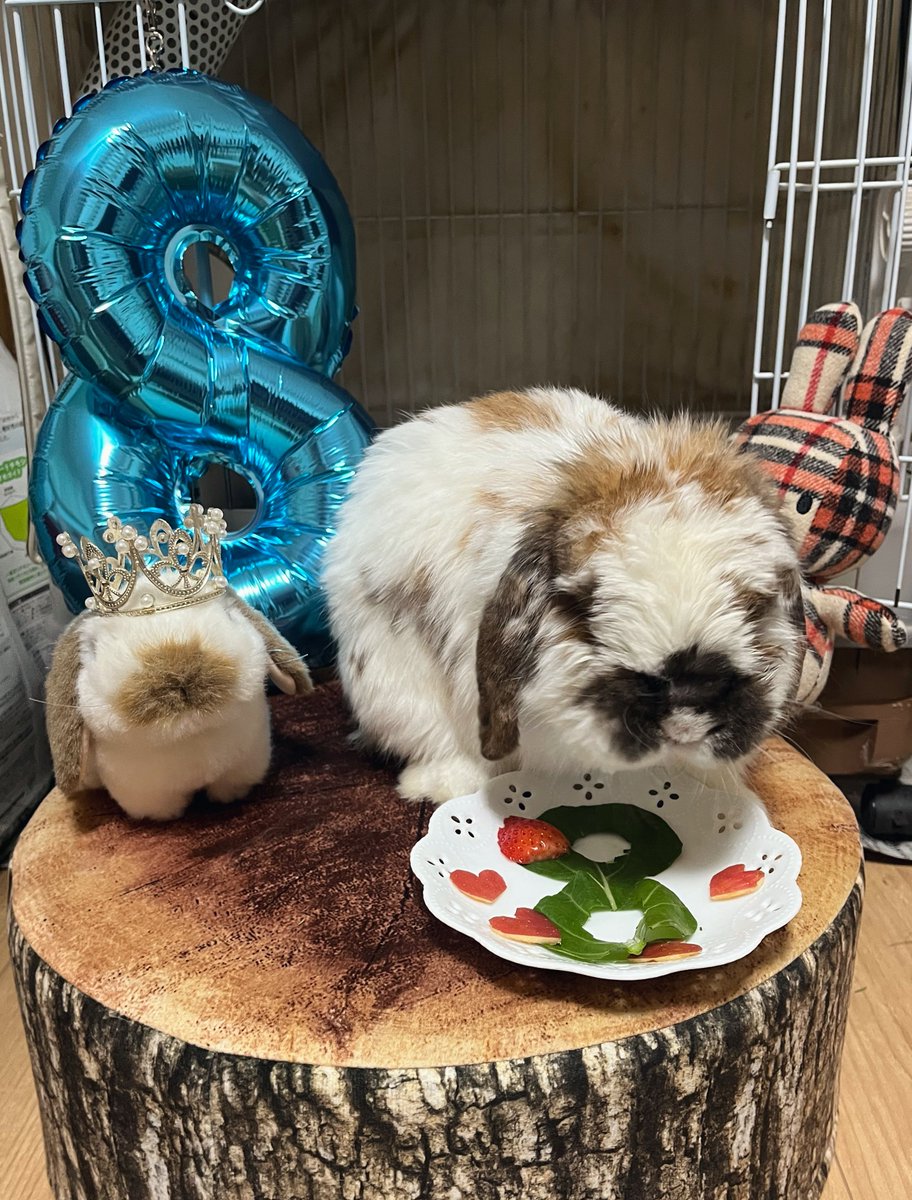 おもち tweet media