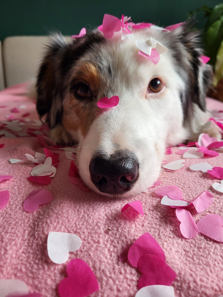 🩷🩷Happy Valentines Day🩷🩷
Lasst euch heute verwöhnen und flauschen den ganzen Tag liebes #Twitterrudel 😘