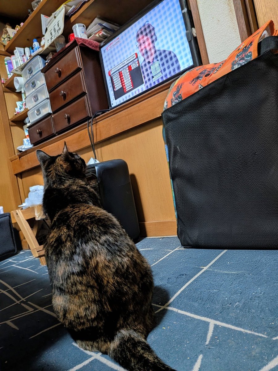 m0c0suke's tweet photo. 何となく見るものなくてカープのキャンプ流してたら窓にいた猫様降りてきてコレ
何が……気になったのでしょうか……笑 https://t.co/PZASxjU07Y