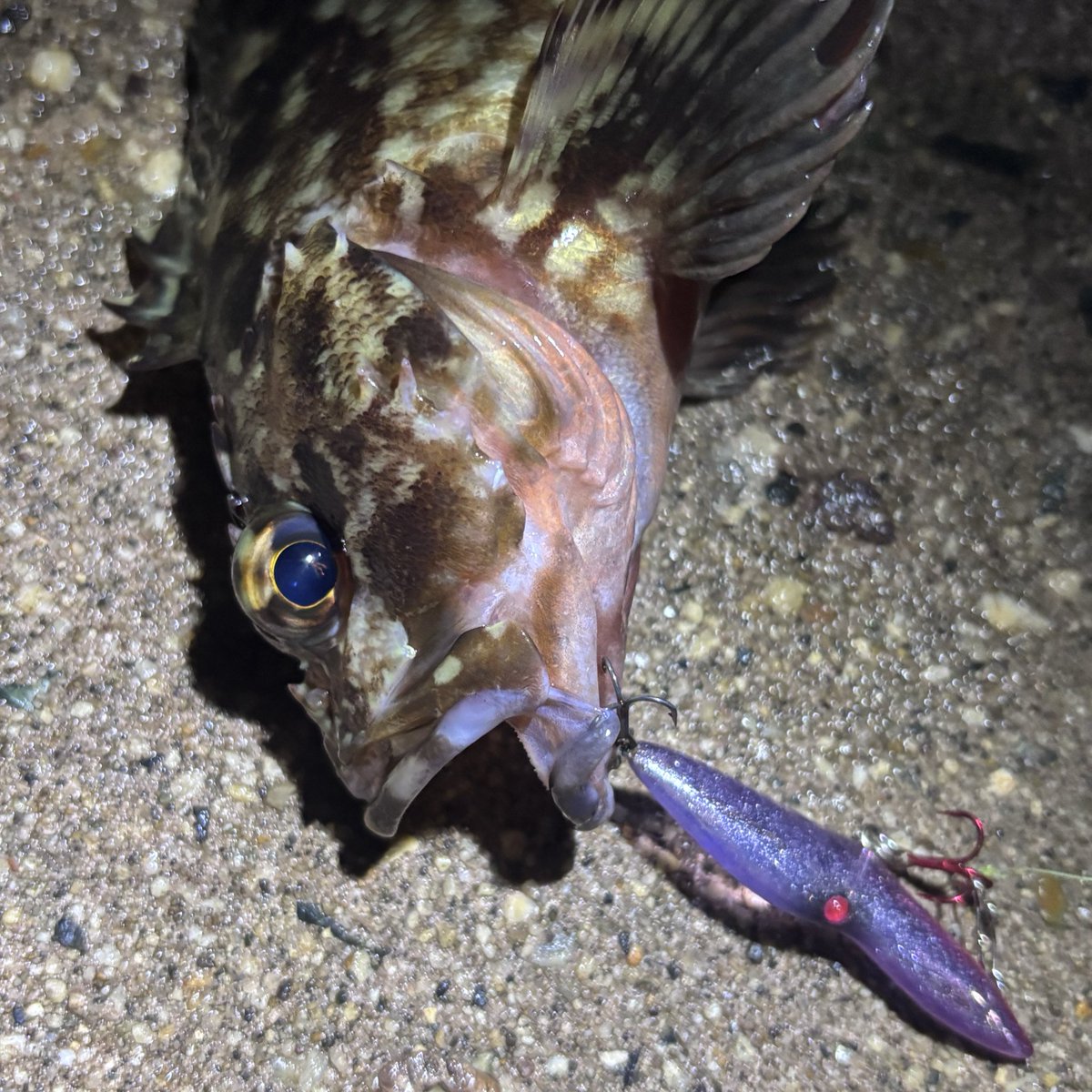 warppoddx's tweet photo. 釣り友と深夜徘徊🎣する前のプラクティス散歩wカサゴの活性よし👍
#ユーリ
#ジャングルジム https://t.co/a9XevuTBvy