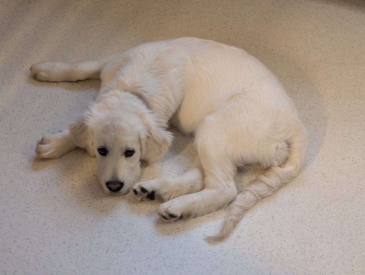 Wo ist nur das Baby hin 😂😂😂
Da liegt nun ein Zahnendes Junghundemonster 😂