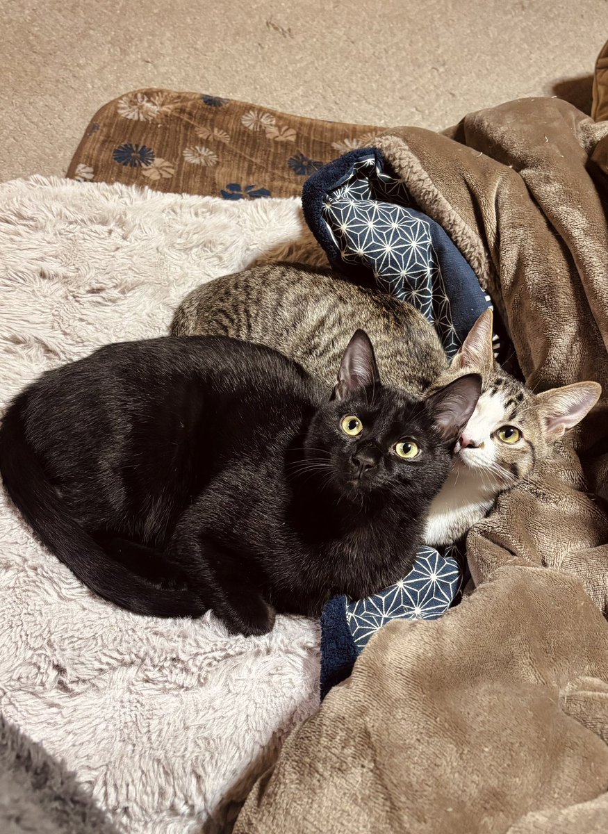 raden108s's tweet photo. 兄弟猫👬✨ジタンとダヤン。最近シュッとしてきて急に大人っぽくなりました。 https://t.co/iwku4hPv2s