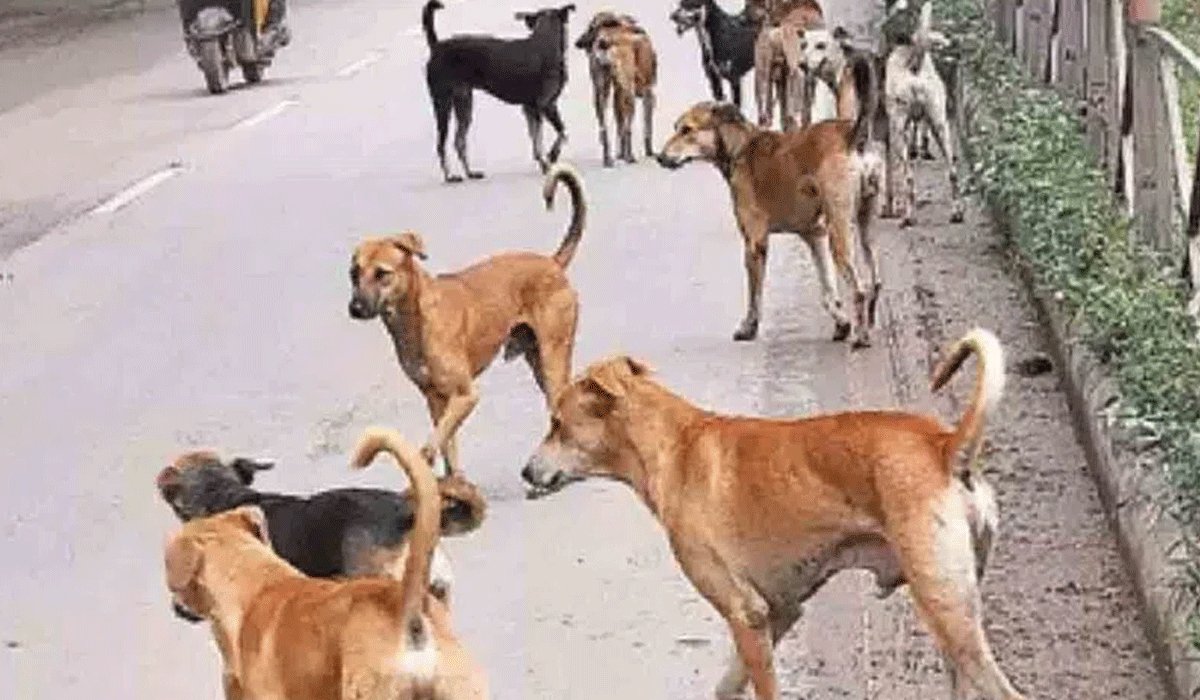 MunsifWebDesk's tweet image. *Stray Dogs Attack 8-Year-Old Boy in Harinagar, Locals Allege Civic Inaction*
#StrayDogAttack #HyderabadNews #Harinagar

munsifdaily.com/stray-dogs-att…