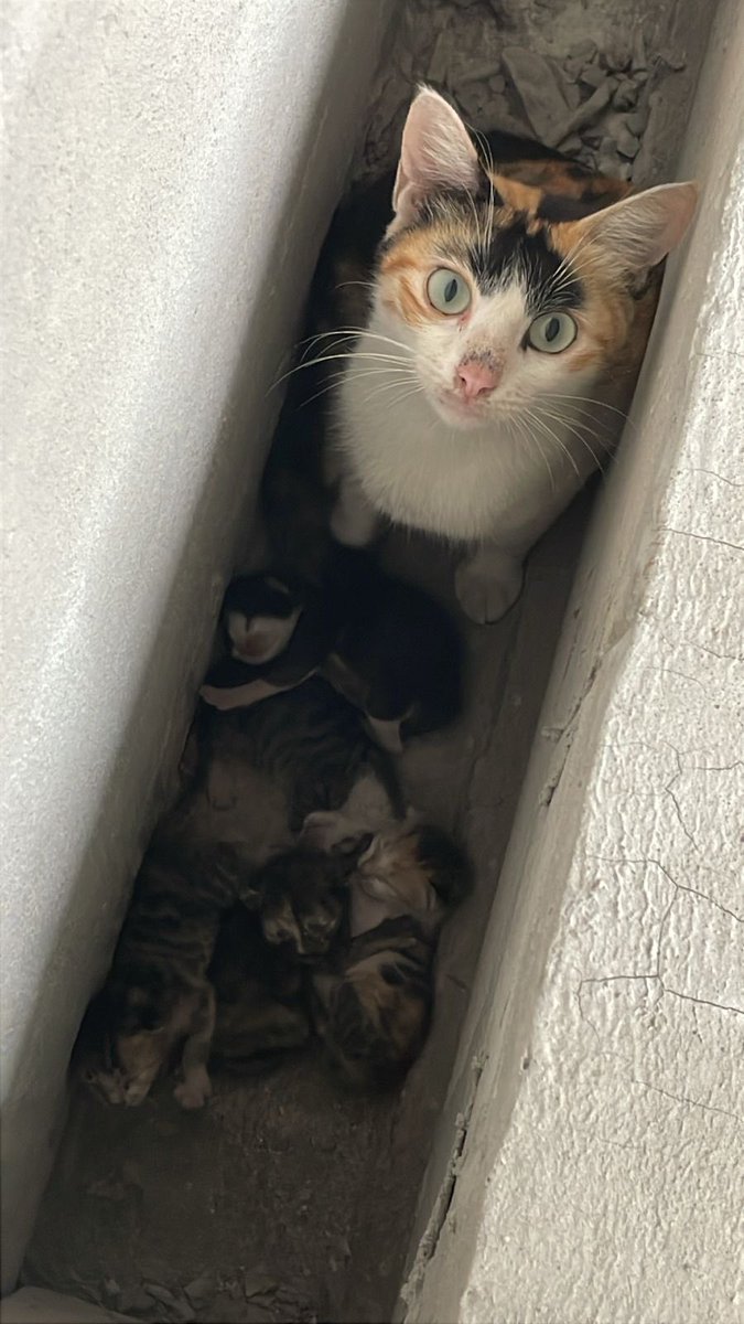 avoches's tweet photo. Guys misi kalo ada yg mau adopsi kucing dom jatinangor bisa pc aku ya https://t.co/Mzhalinq2j