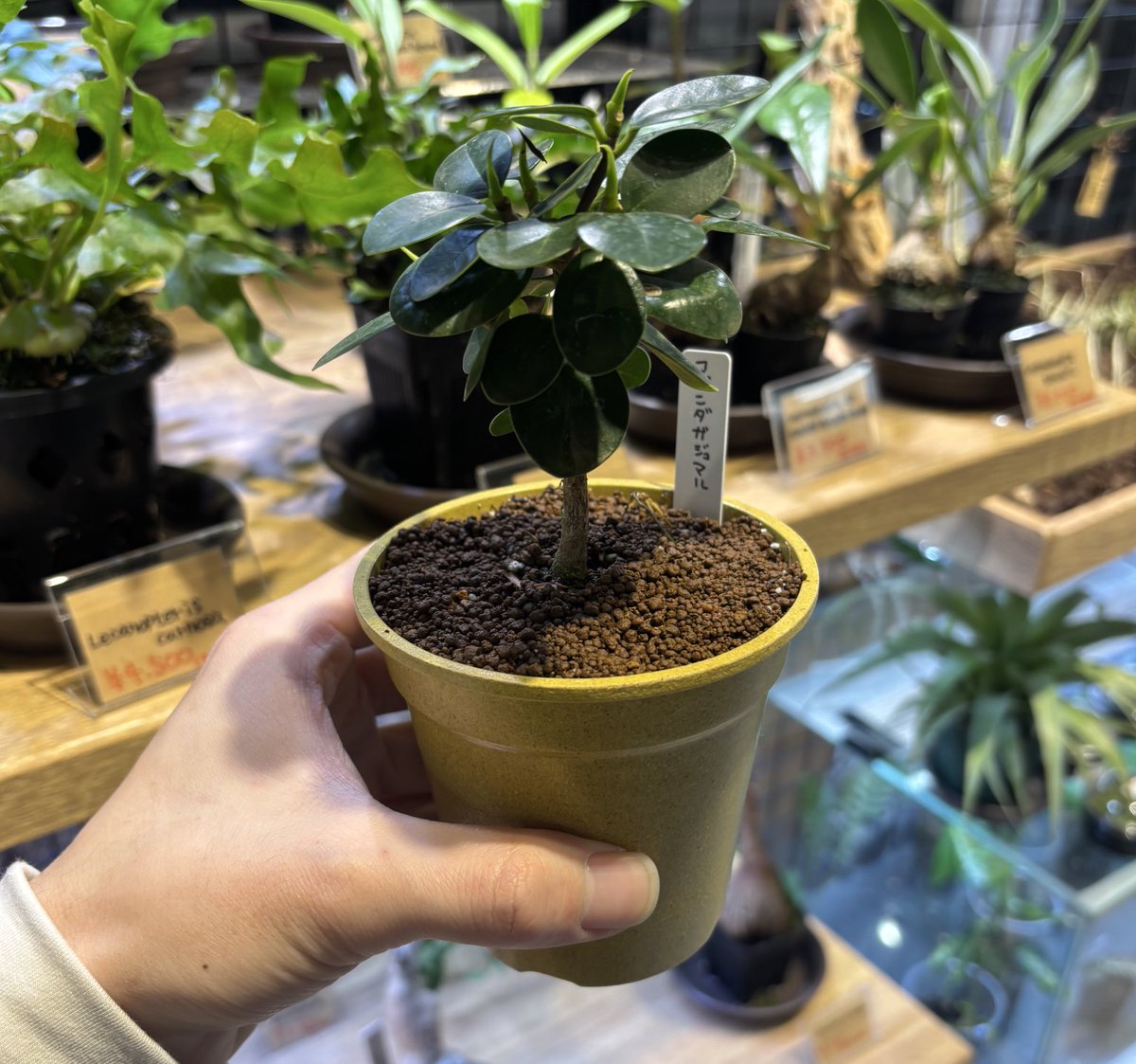 新入荷🆕 ⭐︎コパンダガジュマル プラントクラブポットセット 入荷し