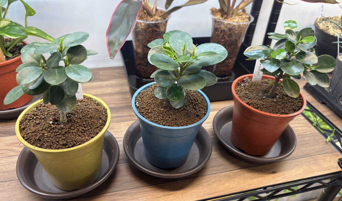 新入荷🆕 ⭐︎コパンダガジュマル プラントクラブポットセット 入荷し