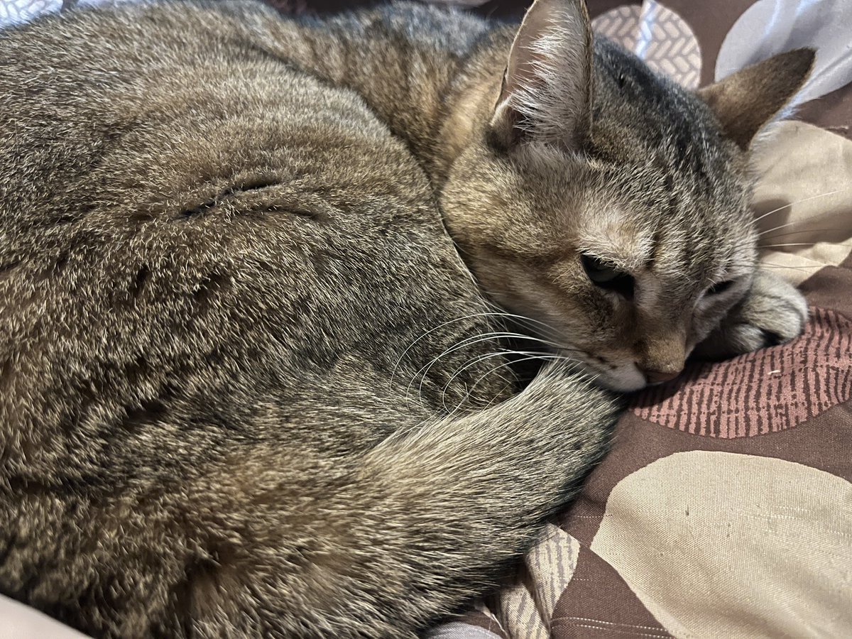 お嬢ちゃんが膝の上で丸くなってリラックスしててすごく可愛い
けど重くて足が痺れてきたの……