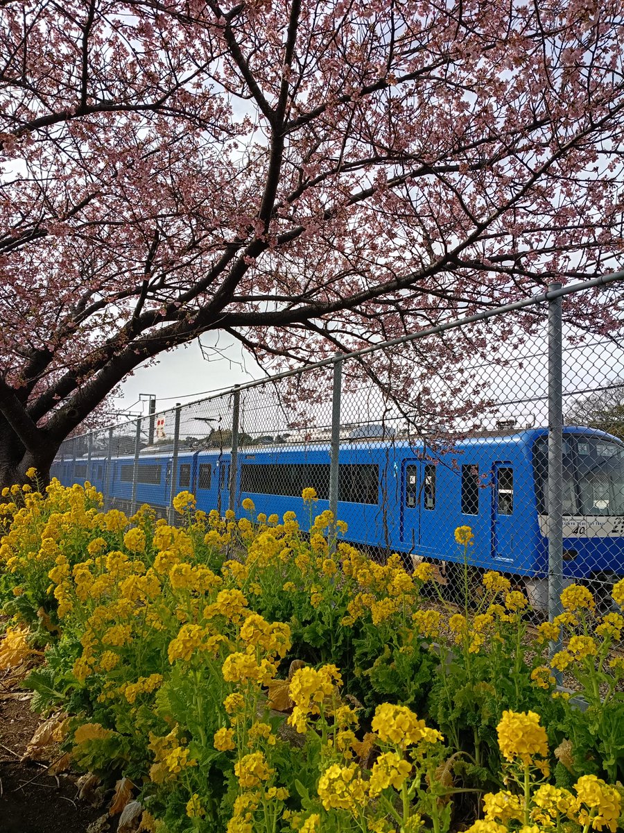 abema55's tweet photo. 三浦海岸の河津桜と菜の花と青い京急 https://t.co/484I43p8l6
