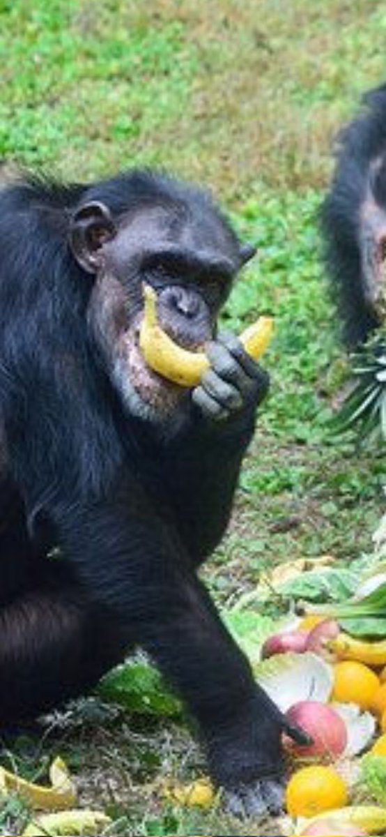 thewastedboy's tweet photo. @umparum3 Look at me, I'm so proud can eat banana without plastic, and still have a big dick, btw🤣🤣 https://t.co/mHW6SKiR6h
