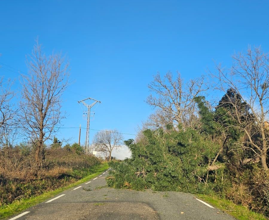 Meteoavila2's tweet photo. 🌳 Numerosas carreteras cortadas en el sur de la provincia de #Ávila debido a caídas de arboles, cortes de luz y de cobertura, ferrocarril cortado entre Ávila - Madrid. Son las consecuencias de las fuertes rachas de viento que estamos teniendo.

😅 Nosotros lo anunciamos desde ayer que hoy iba a ser un día peligroso pero noto una ausencia de noticias y avisos por parte de medios oficiales bastante importantes. En fin, solo me queda pediros mucha precaución.

🎭 Tema desfiles de carnavales.. con este aviso por naranja por rachas de 90 a 110 km/h, nadie es capaz de tomar medidas. A rezar para que no pase nada... Fotos de la carretera de Chilla a Candeleda.