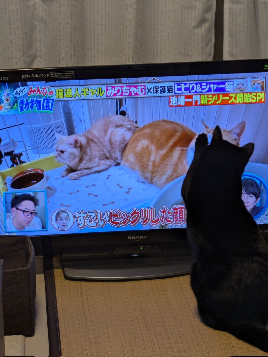 うちのクロ、みりちゃむさんが預かってる保護猫さんに反応しておる。