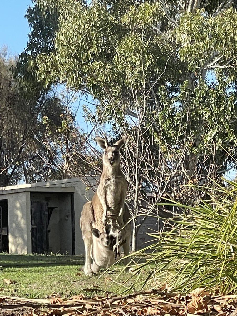 เพิ่งได้เจอจิงโจ้ที่มีน้องในกระเป๋าครั้งแรก