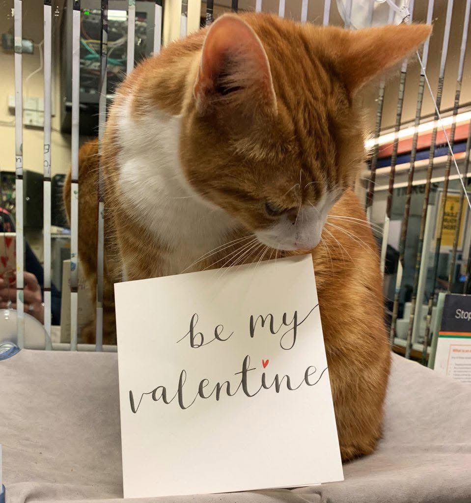 George The Stourbridge Junction Station Cat tweet media