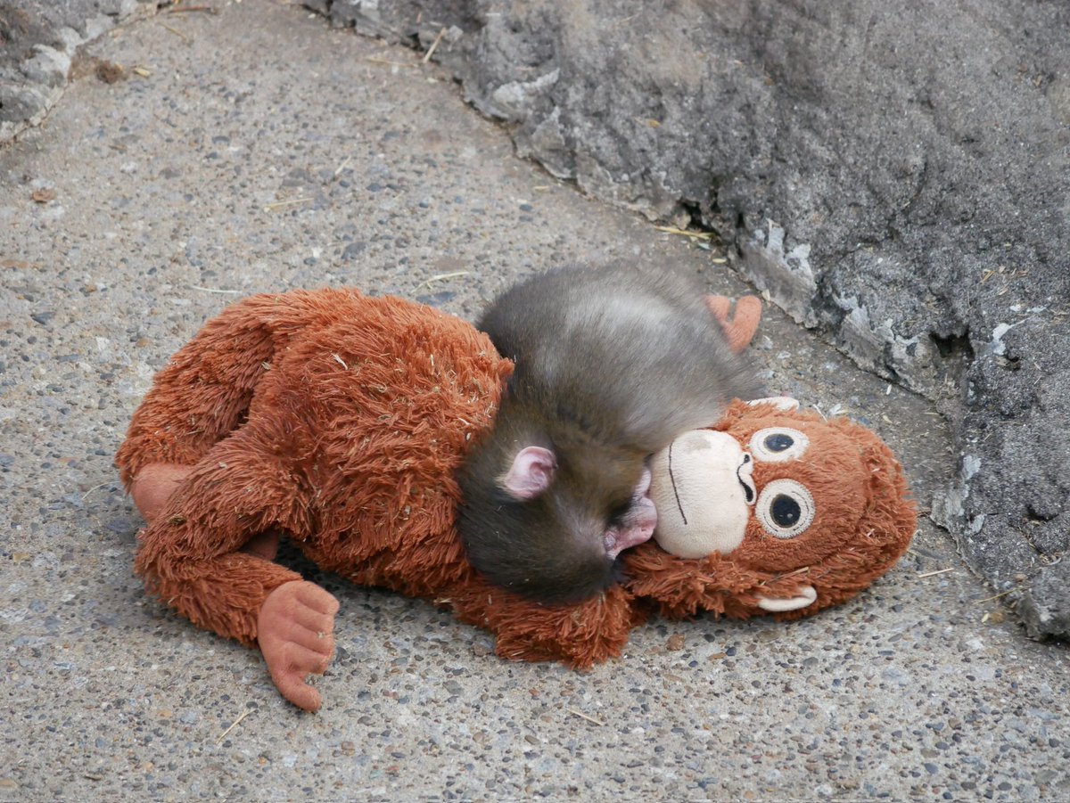 お昼寝してる

#がんばれパンチ
#市川市動植物園